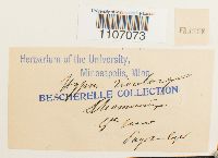 Brachythecium rivulare image