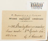 Brachythecium rivulare image