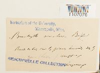 Brachythecium rivulare image