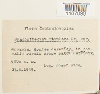 Brachythecium rivulare image