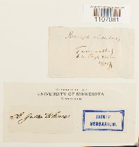 Brachythecium rivulare image