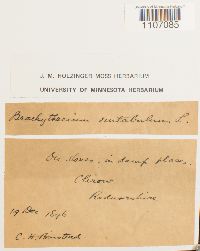 Brachythecium rutabulum image