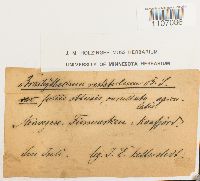 Brachythecium rutabulum image