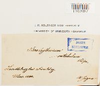 Brachythecium rutabulum image