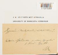 Brachythecium rutabulum image