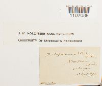 Brachythecium rutabulum image