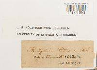 Brachythecium rutabulum image