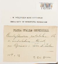 Media resource of Brachythecium rutabulum