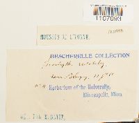 Brachythecium rutabulum image