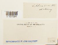 Brachythecium rutabulum image