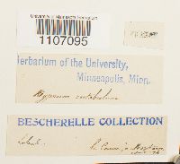 Brachythecium rutabulum image