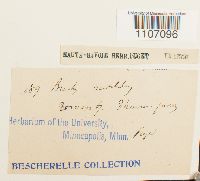 Brachythecium rutabulum image