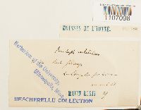 Brachythecium rutabulum image