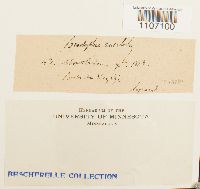 Brachythecium rutabulum image