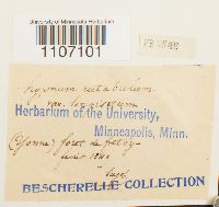 Brachythecium rutabulum image