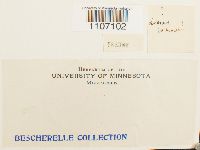 Brachythecium rutabulum image