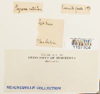 Brachythecium rutabulum image