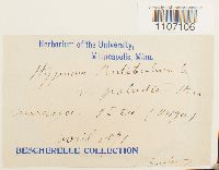 Brachythecium rutabulum image