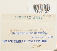 Brachythecium rutabulum image