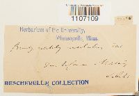 Brachythecium rutabulum image