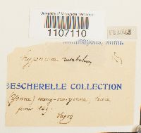 Brachythecium rutabulum image