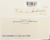 Brachythecium rutabulum image