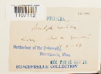 Brachythecium rutabulum image