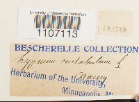 Brachythecium rutabulum image