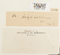 Brachythecium rutabulum image