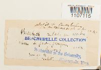 Brachythecium rutabulum image