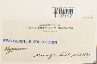 Brachythecium rutabulum image