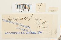 Brachythecium rutabulum image