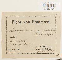 Brachythecium rutabulum image