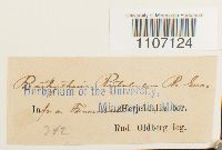 Brachythecium rutabulum image