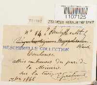 Brachythecium rutabulum image