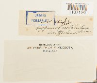 Brachythecium rutabulum image