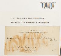 Brachythecium salebrosum image