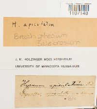 Brachythecium salebrosum image