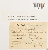 Brachythecium mildeanum image