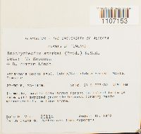 Brachythecium starkii image