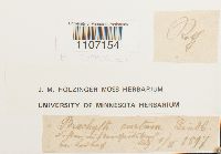 Brachythecium starkii image