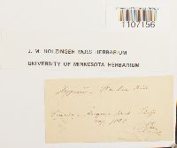 Brachythecium starkii image