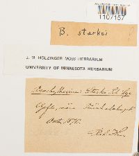 Brachythecium starkii image