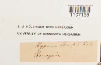 Brachythecium starkii image