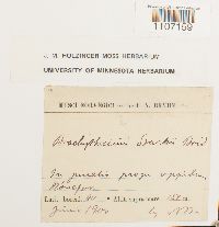 Brachythecium starkii image