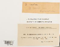 Brachythecium oedipodium image