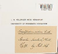 Brachythecium starkii image