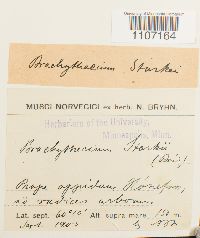 Brachythecium starkii image