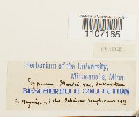 Brachythecium starkii image