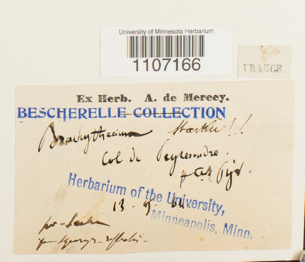 Brachythecium starkii image